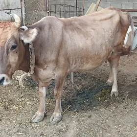 Goleli sygyr