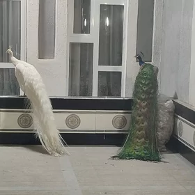 Tawus guşy pawlin