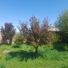 Satlyk jaý