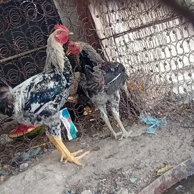 horozlar