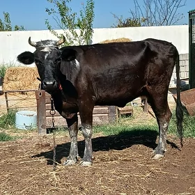 GÖLELEI SYGYR
