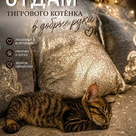 Кошечки