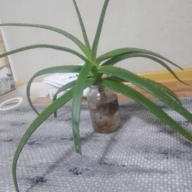 Алое