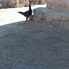 Baysow