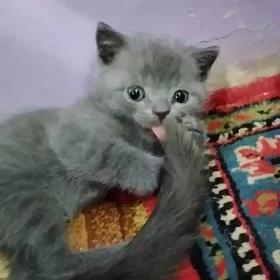 котята