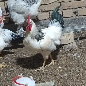 Adler yumurta