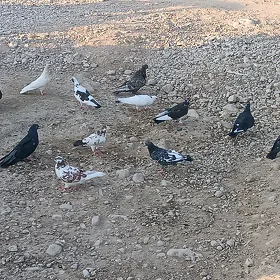 kepderi