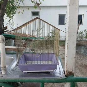 ketek