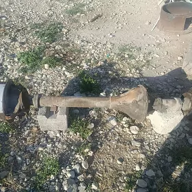41 Diş