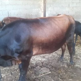 gysyr sygyr