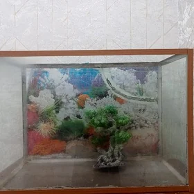 akwaryum/аквариум