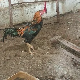 taşkent horaz