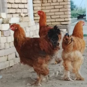 brama horazlar