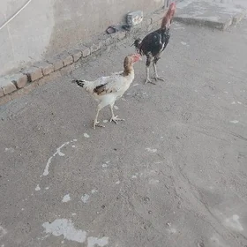 baysow
