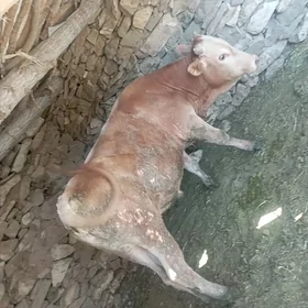 Òkiz