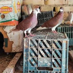 kepderi