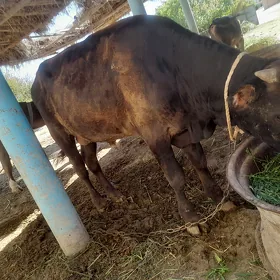 öküz🐂