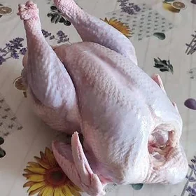 индюк induk