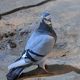 kepderi