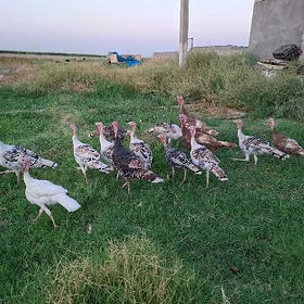 owgan ınduk