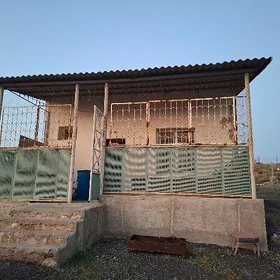 Altyn akar daca