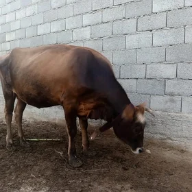 sygyr