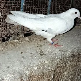 kepderi