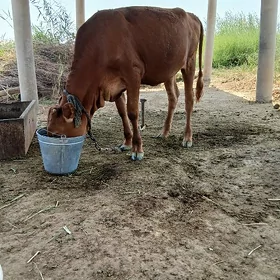 göle