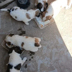 Paroda gujik it mugt berjek