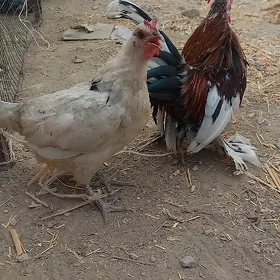 karlik