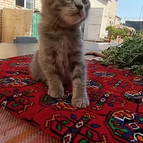 Британская котёнок.