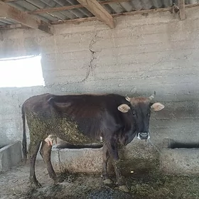 Göleli sygyr