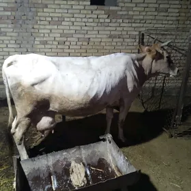 sygyr