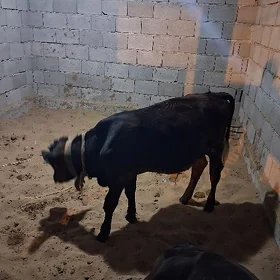 Öküz 8 aýlyk
