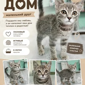 кот малышь