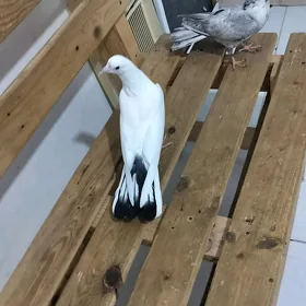kepderi