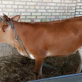 Göle