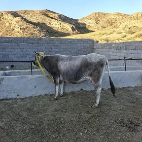 Sygyr