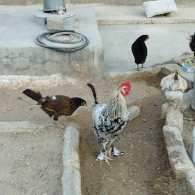 Tawuk
