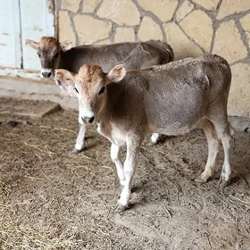 göle