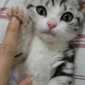 Ласковые котята