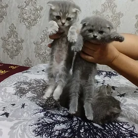 котята