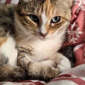 Кошка