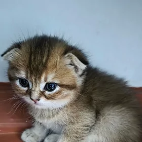 золотистый шиншилла шотландски