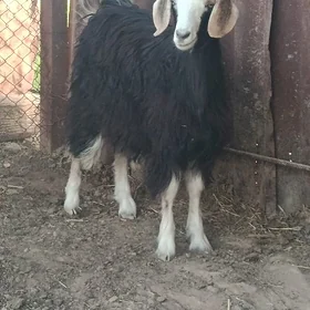 Çewiş ýitdi