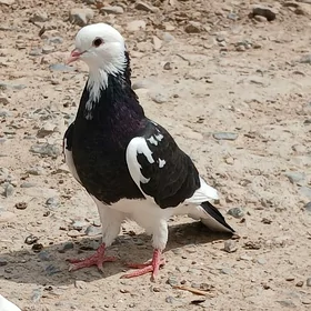 Kepderi