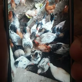 Türkmen towuk