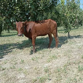 unajyn