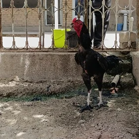 Taşkent horaz