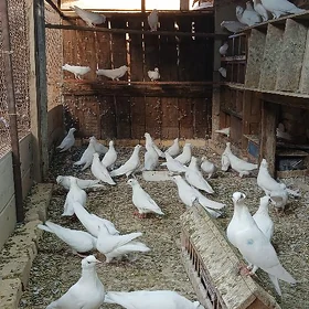 Kepderi
